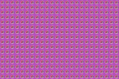 Çiçek arkaplan. Pembe, mor ve morumsu renklerde, sevimli kozmos çiçekleriyle kusursuz raster deseni..