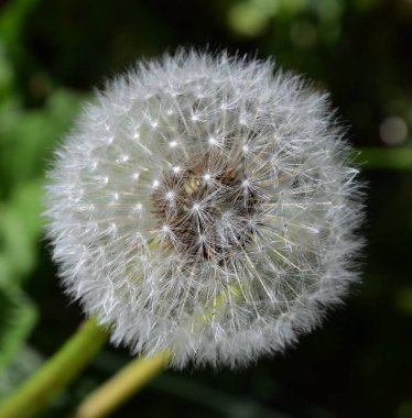Siyah arka planda tek bir karahindiba. Yakın plan.