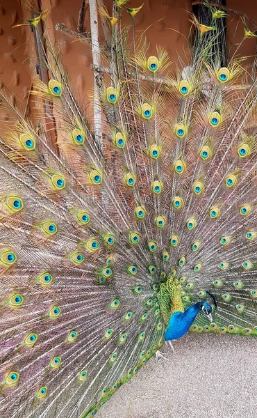 Renkli bir tüy ile Tavuskuşu yakın çekim
