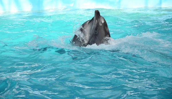 Dos delfines bailando en agua azul claro —  Fotos de Stock