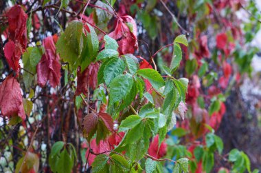 Yaban üzümlerinin yeşil ve kırmızı yaprakları. Yağmur damlaları. Sonbahar arkaplanı. Görüntü. Kopyalama alanı