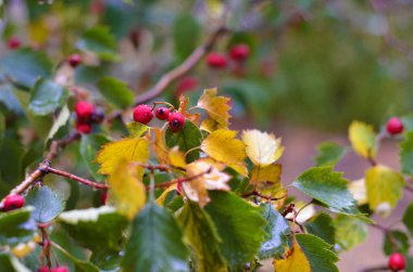 Bulanık bir zeminde kırmızı gül kalçaları ve yağmur damlaları. Dikkatsiz. Sonbahar arkaplanı