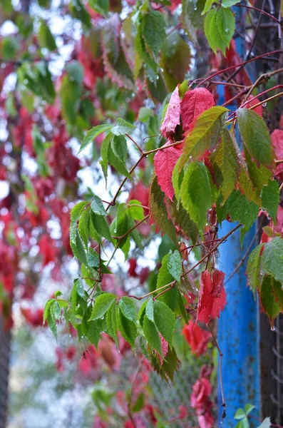 울타리를 따라 아름답게 장식 된 붉은색, 녹색의 포도 잎을 엮는다. 가을의 배경 — 스톡 사진