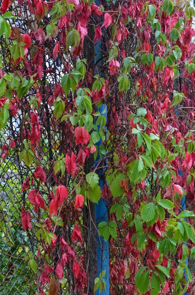 Groene, rode bladeren van wilde druiven zijn langs het hek geweven. Herfst achtergrond. Selectieve focus — Stockfoto