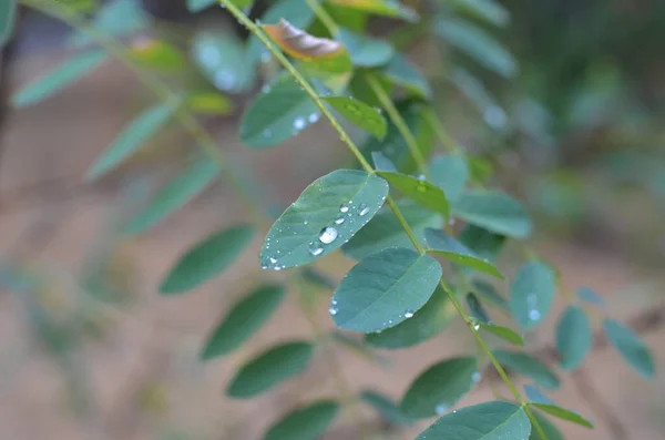 Large water drops on the green leaves of acacia. Soft focus. Noise. Close up. Copyspace — Stock Photo, Image