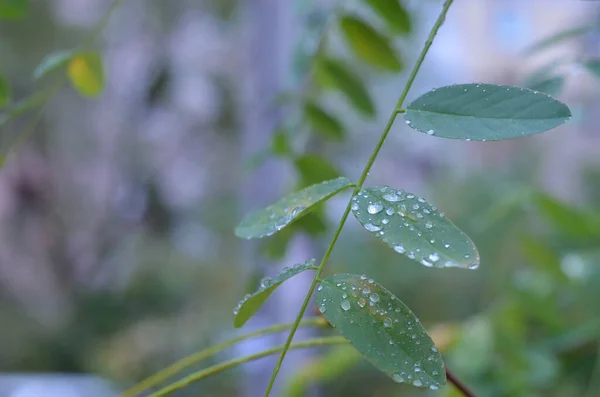 Las gotas en las hojas se cierran. rocío matutino. Lluvia. Fondo de otoño. Desenfocado —  Fotos de Stock