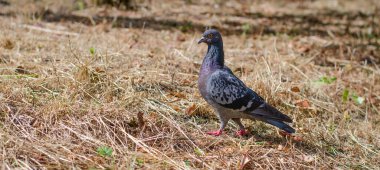 Sarı çimenlikteki güvercin portresi. Kopyalama alanı