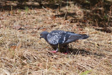 Sarı çim arka planda bir güvercin portresi. Kopyalama alanı