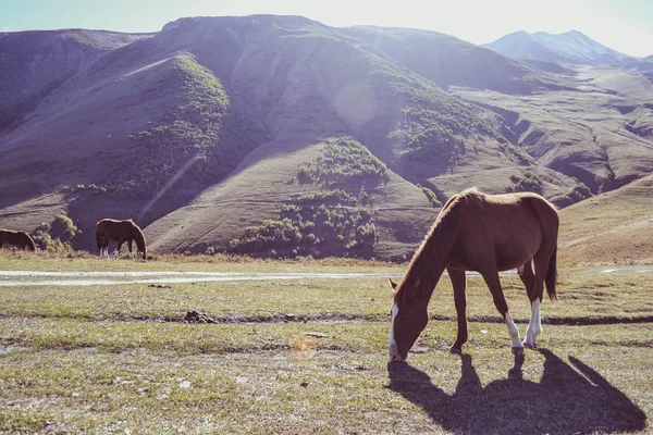 Dağlar arka planda, Kazbegi, Gürcistan çayırda atları otlatma görünümü