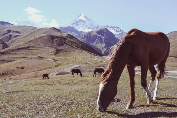 Dağlar arka planda, Kazbegi, Gürcistan çayırda otlatma atlar  