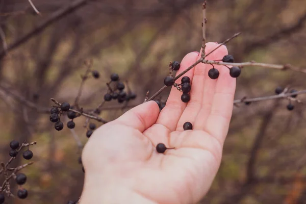 yabani üzüm, tutan kadın yakın çekim