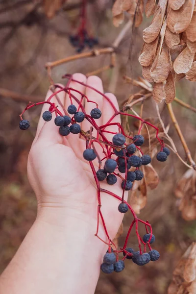 藏品野生葡萄的妇女 — 图库照片
