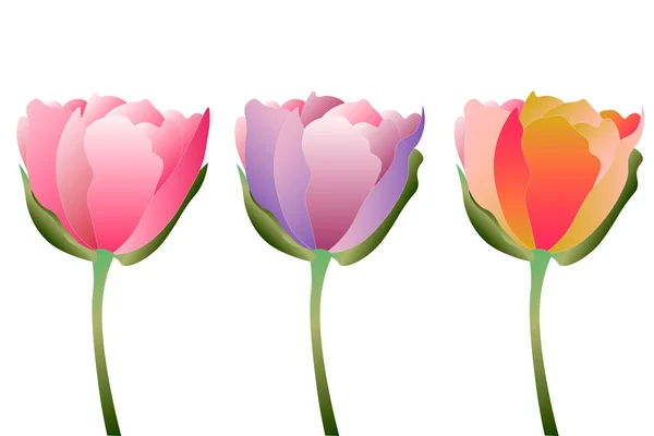 flowers pink tulips on the white isolated background with clipping path. Close-up. Flowers on the stem. Nature
