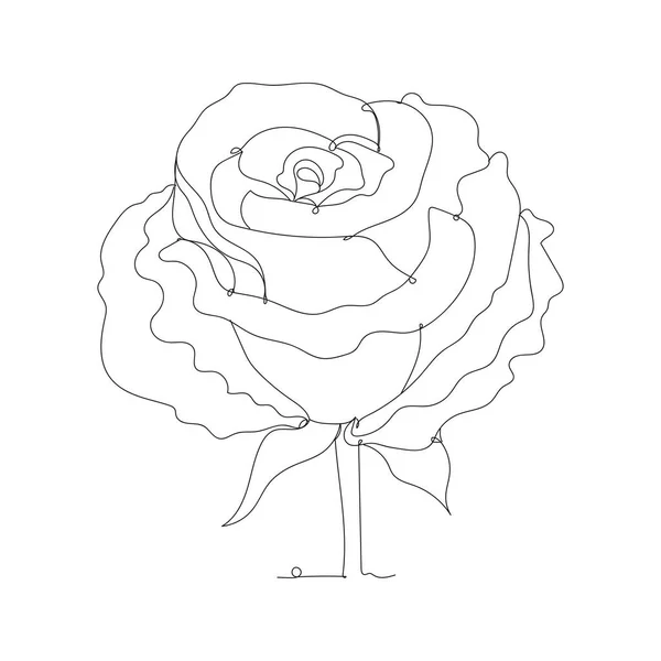 Gül Çiçeği Dekoratifi Bir Çizgi Çizimi Vektör Illüstrasyonu Sürekli Çizgi — Stok Vektör