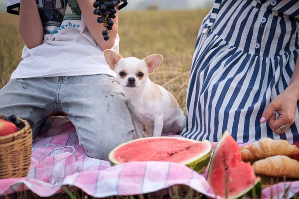 Rodinný Piknik Psem Béžové Štěně Čivava Pes Sedí Růžovém Kvádru — Stock fotografie