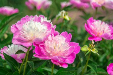 Nazikçe pembe şakayık çiçeği yakın plan. Bahçede çiçek açan şakayık çalısı. Bahçıvanlık ve çiçekçilik. Yapraklar ve tomurcuklar.