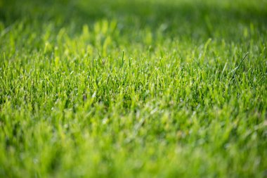 Yeşil doğal çimenlik yakın plan. Kestirme çim. Doku ve arka plan parlak yeşil. Golf ya da futbol sahası.