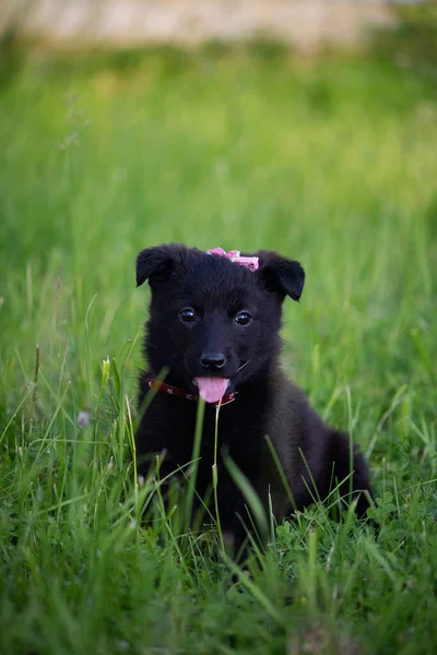 Cute Black Puppy Its Tongue Sticking Out Sitting Grass Looking — Stock Photo, Image