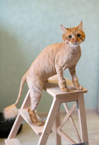 Trimmed red cat. Haircut for a kitten. Shorthair cat is sitting on a chair and looking at the camera. Style and care for pets