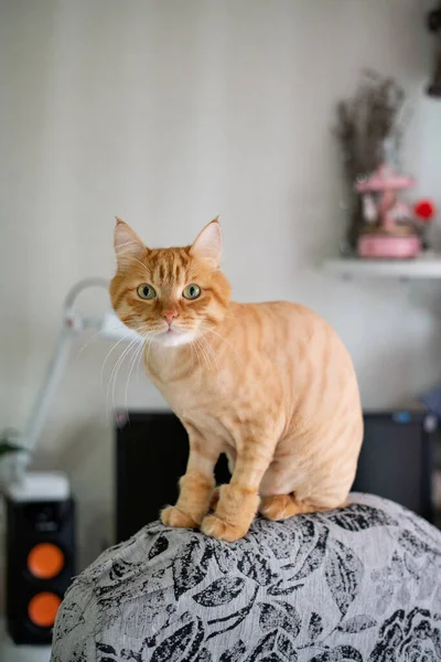 Trimmed red cat. Haircut for a kitten. Shorthair cat is sitting on a chair and looking at the camera. Style and care for pets