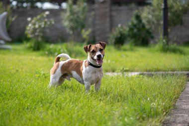 Jack Russell Terrier çimlerin üzerinde duruyor ve kameraya bakıyor. Neşeli enerjik bir köpek izliyor. Köpek yavrusu dilini dışarı çıkardı. Köpekçik çok ateşli..