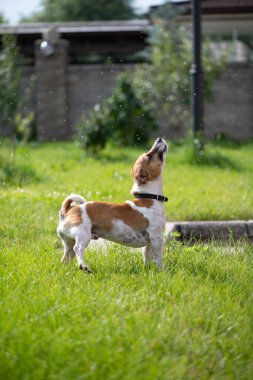 Jack Russell Terrier bir tutam su yakalıyor. Köpek dışarıda oynuyor. Bütün köpek bir damla suya atlıyor. Bahçedeki köpek yavruları için eğlence