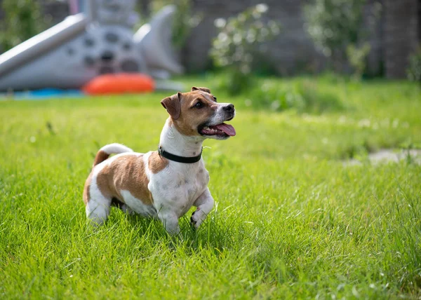 Jack Russell Terrier stands on the lawn and looks away. A cheerful energetic dog is watching. The puppy stuck his tongue out. Doggie is hot.