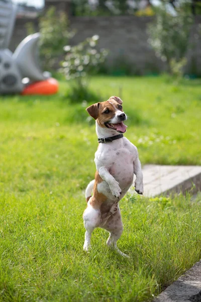 Jack Russell Terrier Stands Its Hind Legs Looks Away Dog — Stock Photo, Image