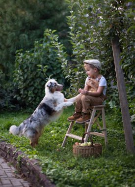 Şapkalı ve bej tulumlu bir çocuk ve bir köpek elma hasadı. Küçük bir çiftçi meyve bahçesinde çalışıyor. Avustralya çoban köpeği Blue Merle. Bahçecilik ve ürün yetiştirme.