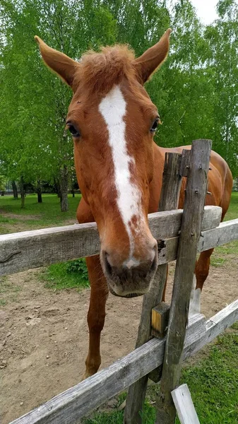 Barátságos, kíváncsi barna ló, fehér csíkkal az arcán egy legelőn, nyírfák és fenyők között, a kerítésen át a kamerát nézve. — Stock Fotó
