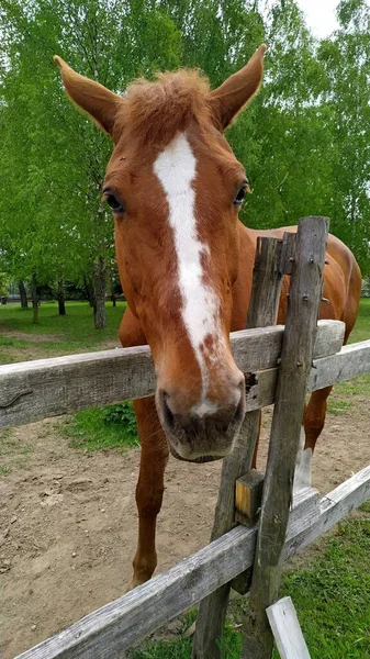 フレンドリーで好奇心旺盛な茶色の馬で、白樺の間の牧草地に白い縞模様があり、フェンスを通ってカメラを見ています。 — ストック写真