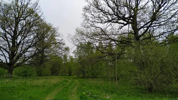 El camino forestal se adentra en el bosque primaveral con árboles jóvenes verdes y viejos robles que se elevan por encima de ellos — Foto de Stock