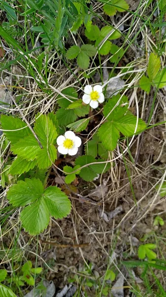 Blooming wild strawberries with bright green leaves at the forest edge in spring — Stock Photo, Image
