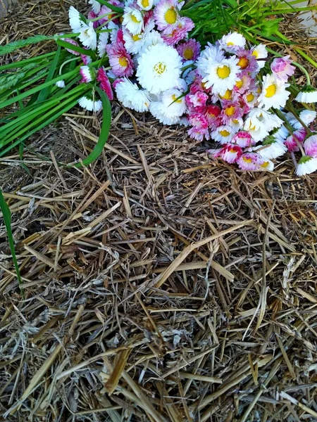 Венок из белых и розовых маргариток лежит на стоге сена рядом со свежесобранной длинной травой — стоковое фото
