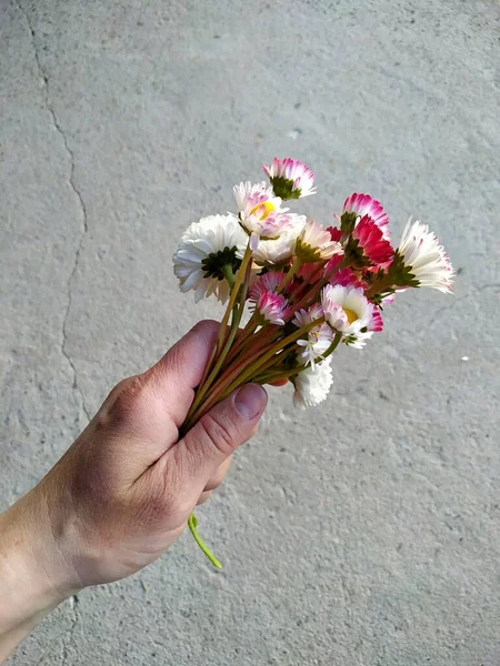 Bouquet de marguerites dans une main féminine sur un fond de béton — Photo