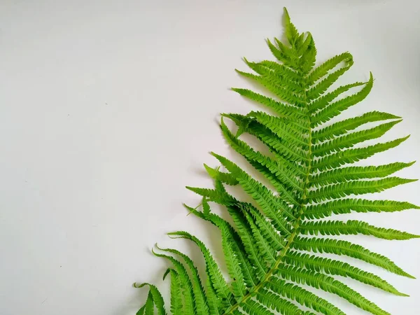 curved green fern leaf isolated on a white background