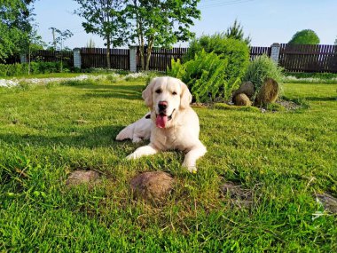 Golden retriever, yeşil çimlerin üzerinde, kahverengi bir çimenliğin yanında yatıyor.