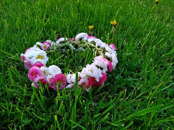 Une couronne de marguerites blanches et roses gît sur une herbe par une journée ensoleillée — Photo