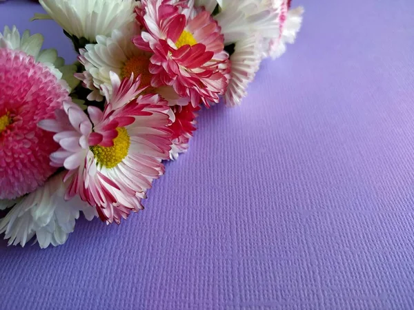 Couronne de marguerites sur fond lilas — Photo