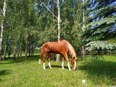 Açık kahverengi bir at huş ağaçlarının arasında otlar.