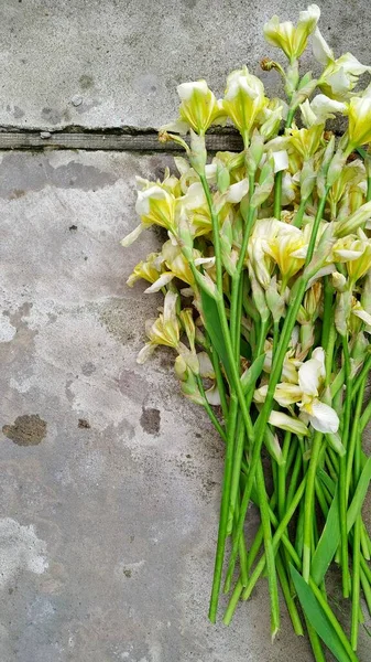 Un grand bouquet d'iris jaune pâle repose sur un fond de béton — Photo