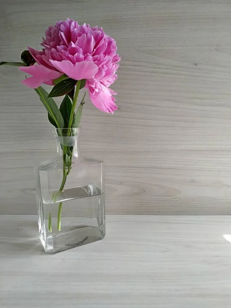 Une pivoine rose dans un petit vase transparent. base pour une carte — Photo