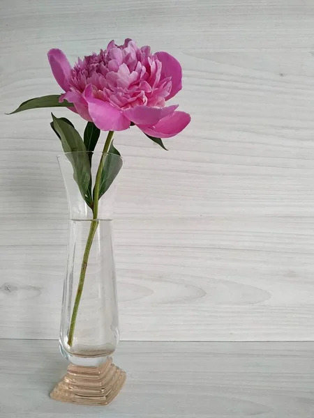Une pivoine rose dans un petit vase transparent. base pour une carte — Photo