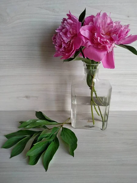 Pivoines debout dans un vase transparent et les feuilles vertes reposent sur un fond clair — Photo