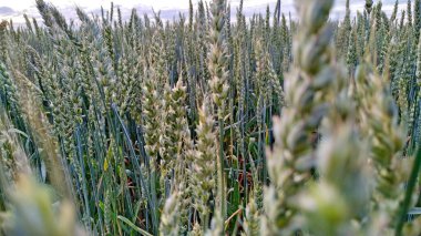 Şafakta olgunlaşmış çavdar. Seçici odak