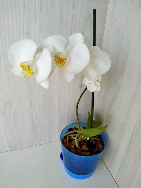 Orchidée blanche phalaenopsis avec un noyau jaune dans un pot de fleurs bleu — Photo
