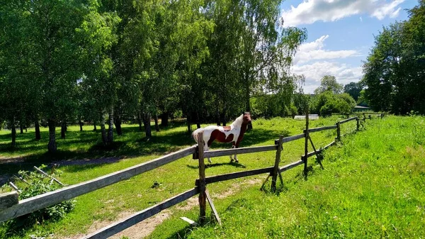 鳥の間に馬を放牧することです。牧草地の白茶色の馬 ストックフォト