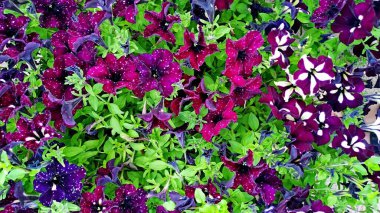 çiçek açan surfiniya renkleri yıldızlı gökyüzü, yıldızlı gökyüzü burgundy, çizgili