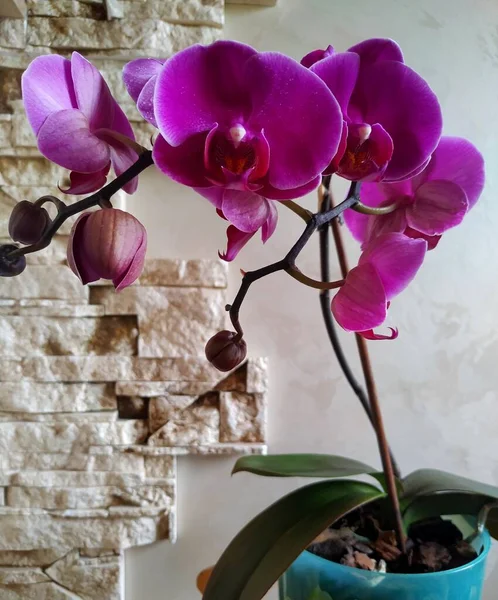 Orchidée phalaenopsis de couleur bordeaux contre un mur gris — Photo