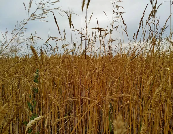 Reifer Roggen unter trübem grauen Himmel — Stockfoto